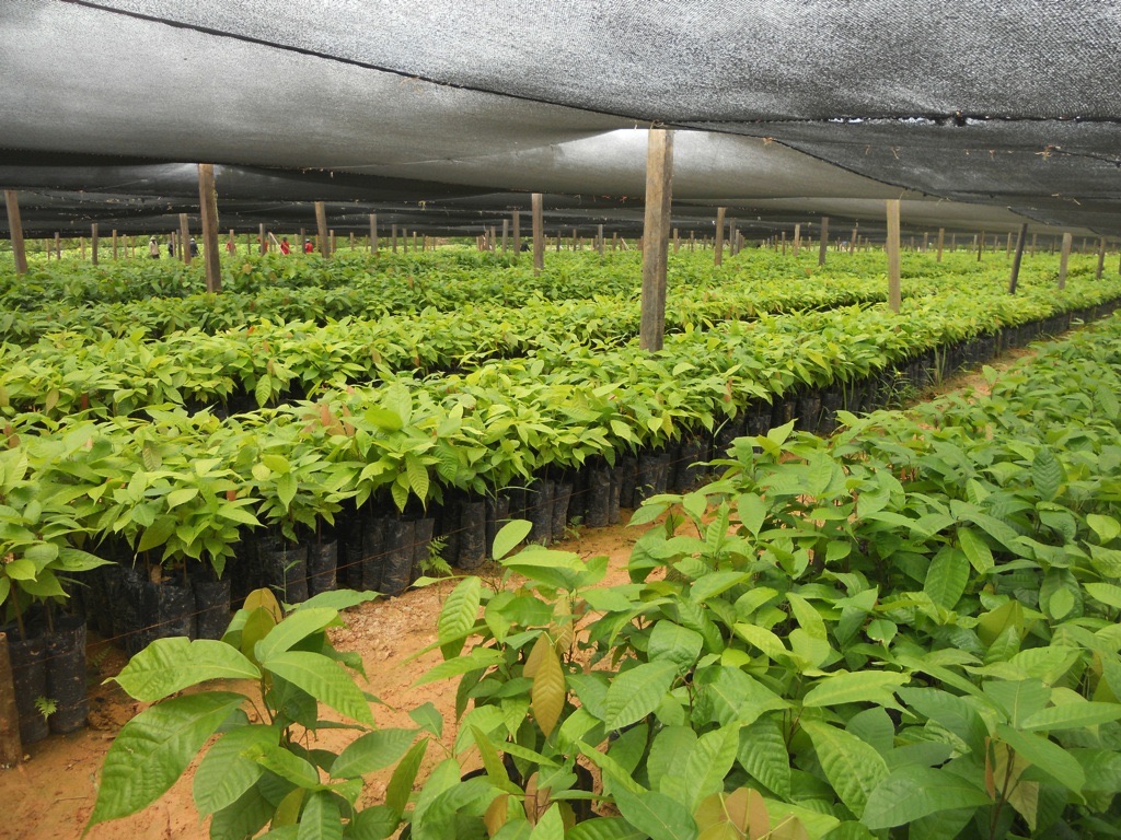Cocoa nursery